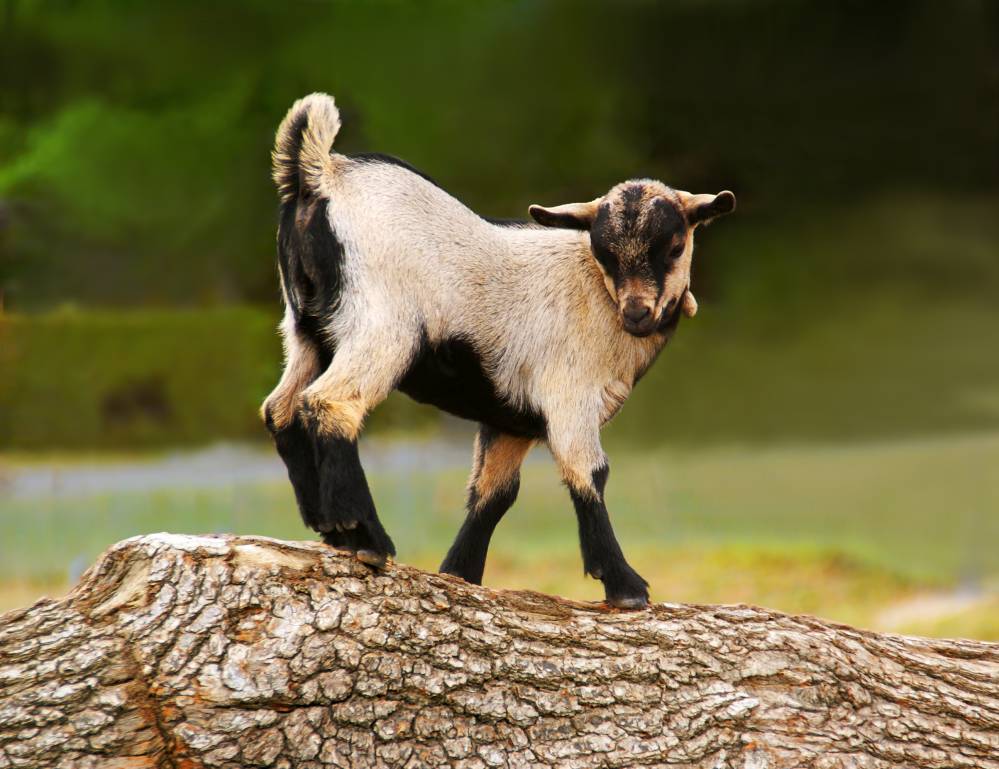chevreau