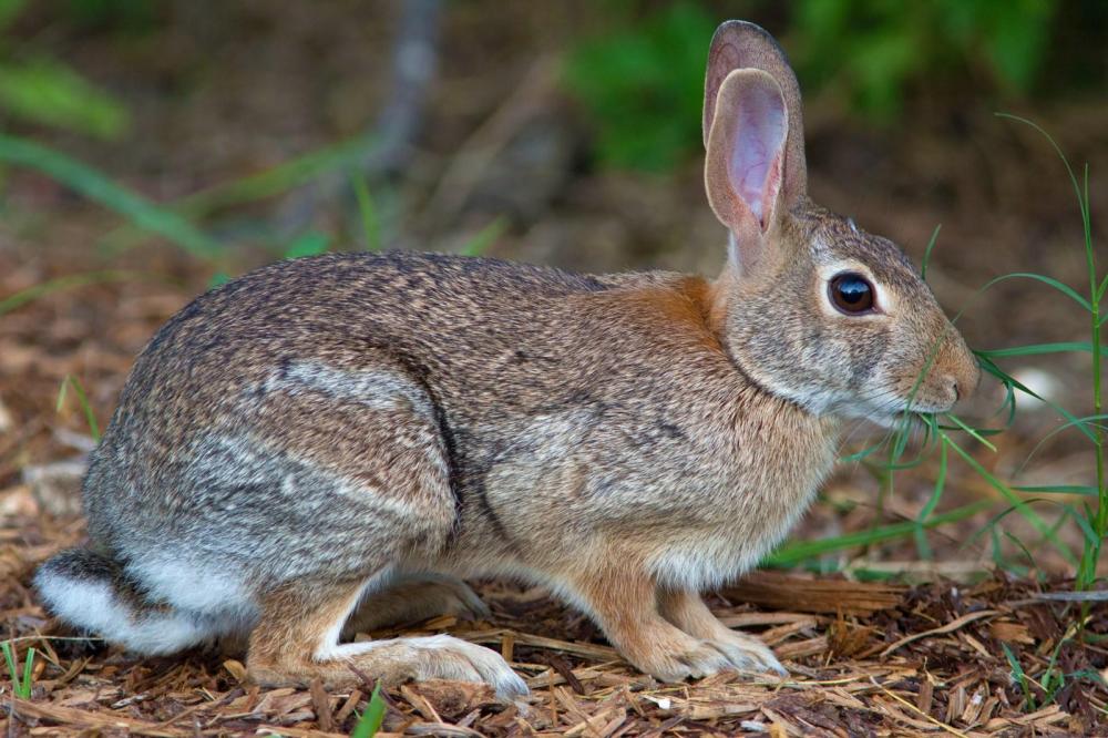 lapin